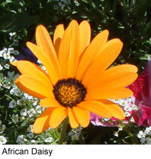 AFRICAN DAISY  MIX - 5 GRAMS AFRICAN DAISY SEEDS